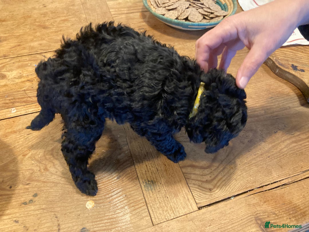 Miniature Poodle dogs for sale: Black miniature poodles - Image 6