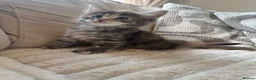 Ragcoon cats for sale: 8 gorgeous Mainecoon x ragdoll babies  - Advert 4