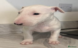 English Bull Terrier dogs for sale: *REDUCED* 1 male KC EBT pup left - Advert 6