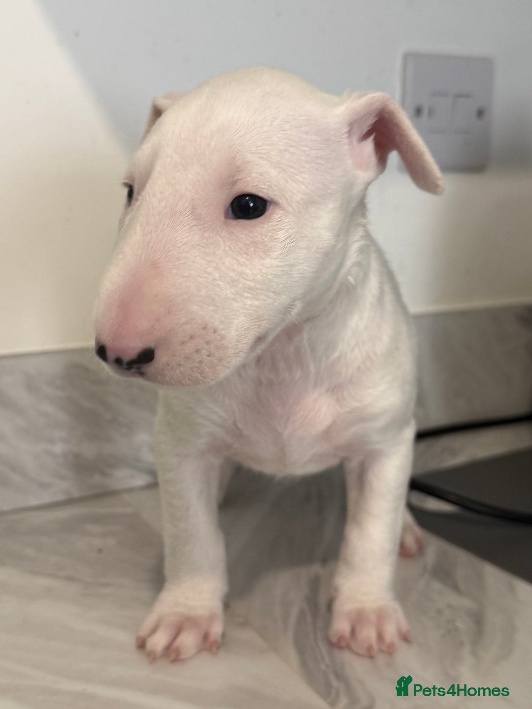 English Bull Terrier dogs for sale: *REDUCED* 1 male KC EBT pup left - Advert 6