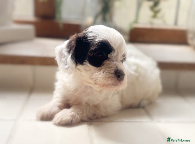 Cockapoo dogs - Advert 11