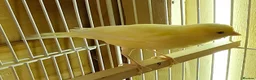Canaries birds for sale: Beautiful canaries - Advert 6
