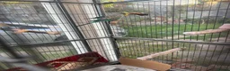 Mixed Breed birds for sale: Large Bird Cage for Sale 🐦 - Advert 3