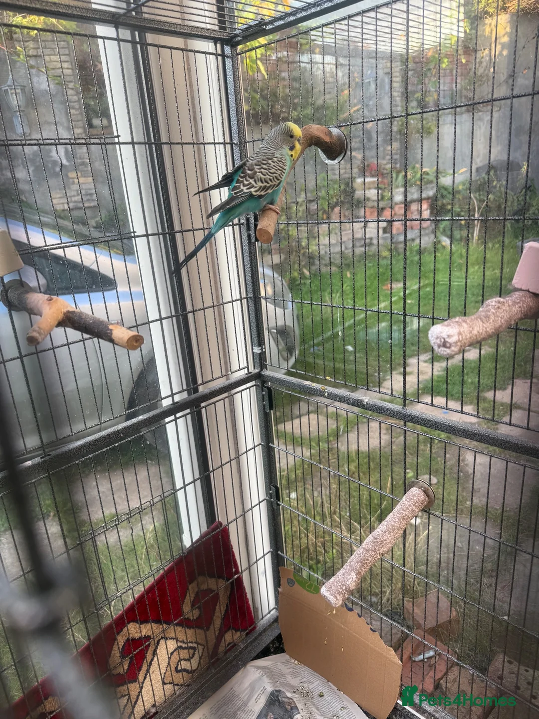 Mixed Breed birds for sale: Large Bird Cage for Sale 🐦 - Advert 3