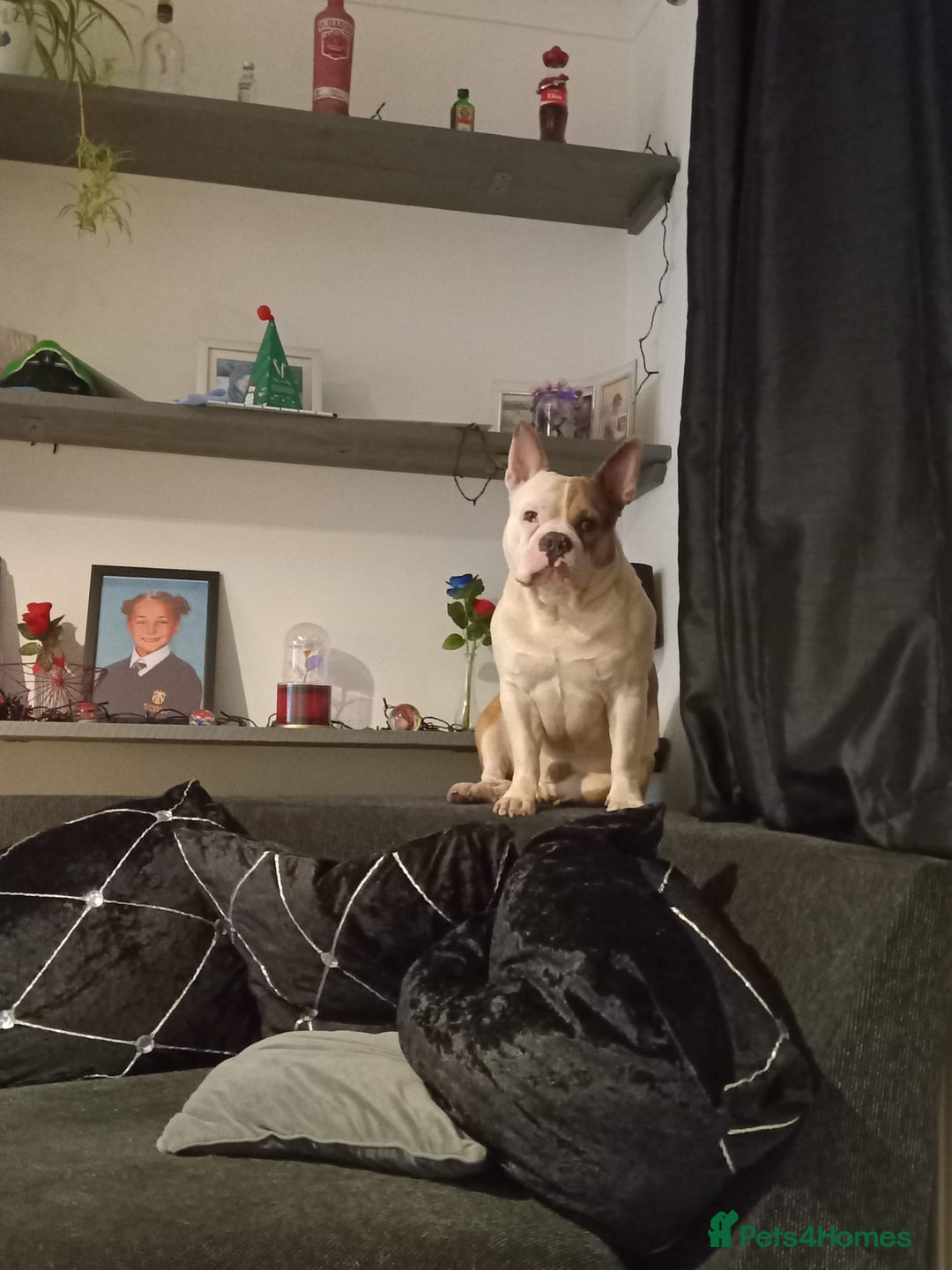 Mixed Breed dogs for sale: French bulldog cross pocket bully - Image 8