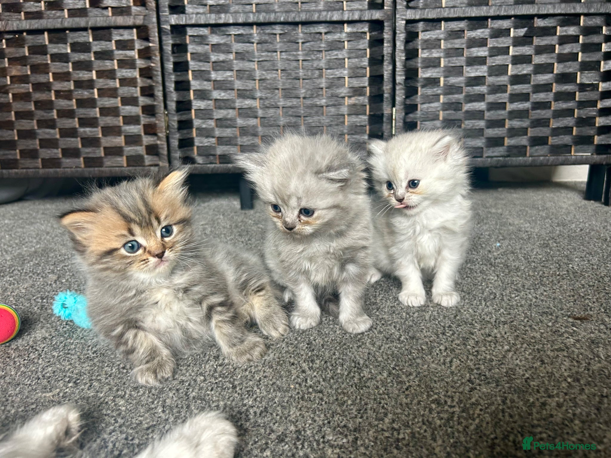 Persian cats for sale: 7-Persian kittens for sale 🩶🩵 males & Females - Advert 2