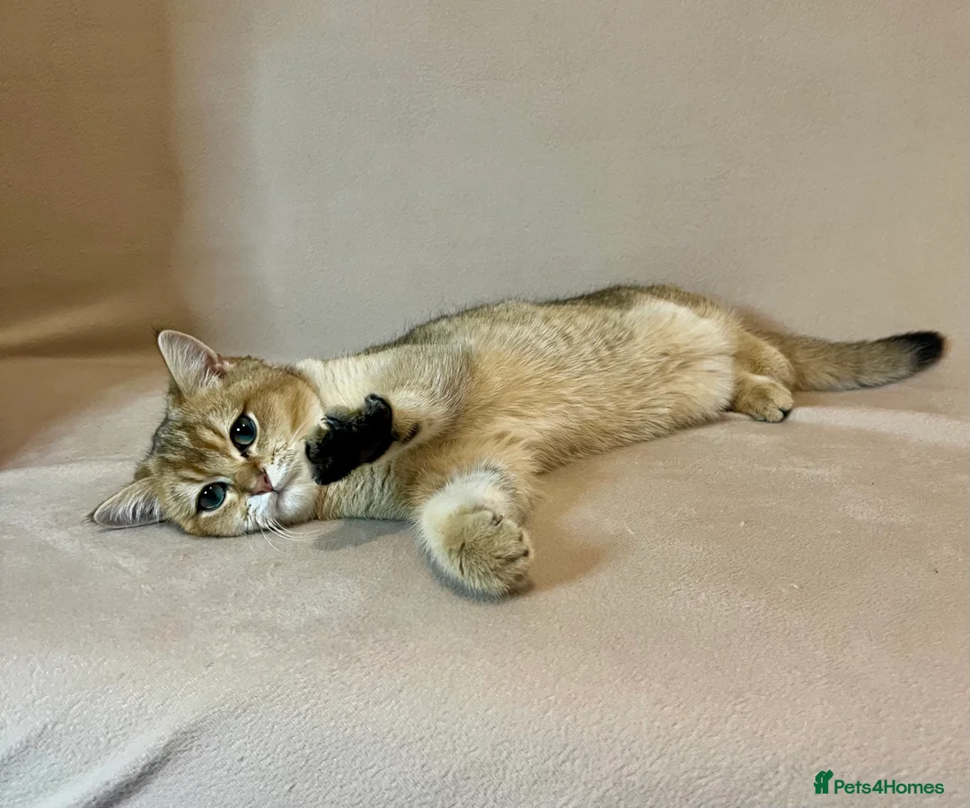 British Shorthair cats for sale: 🐾 Purebred BSH Golden kitten 🐾  - Advert 8