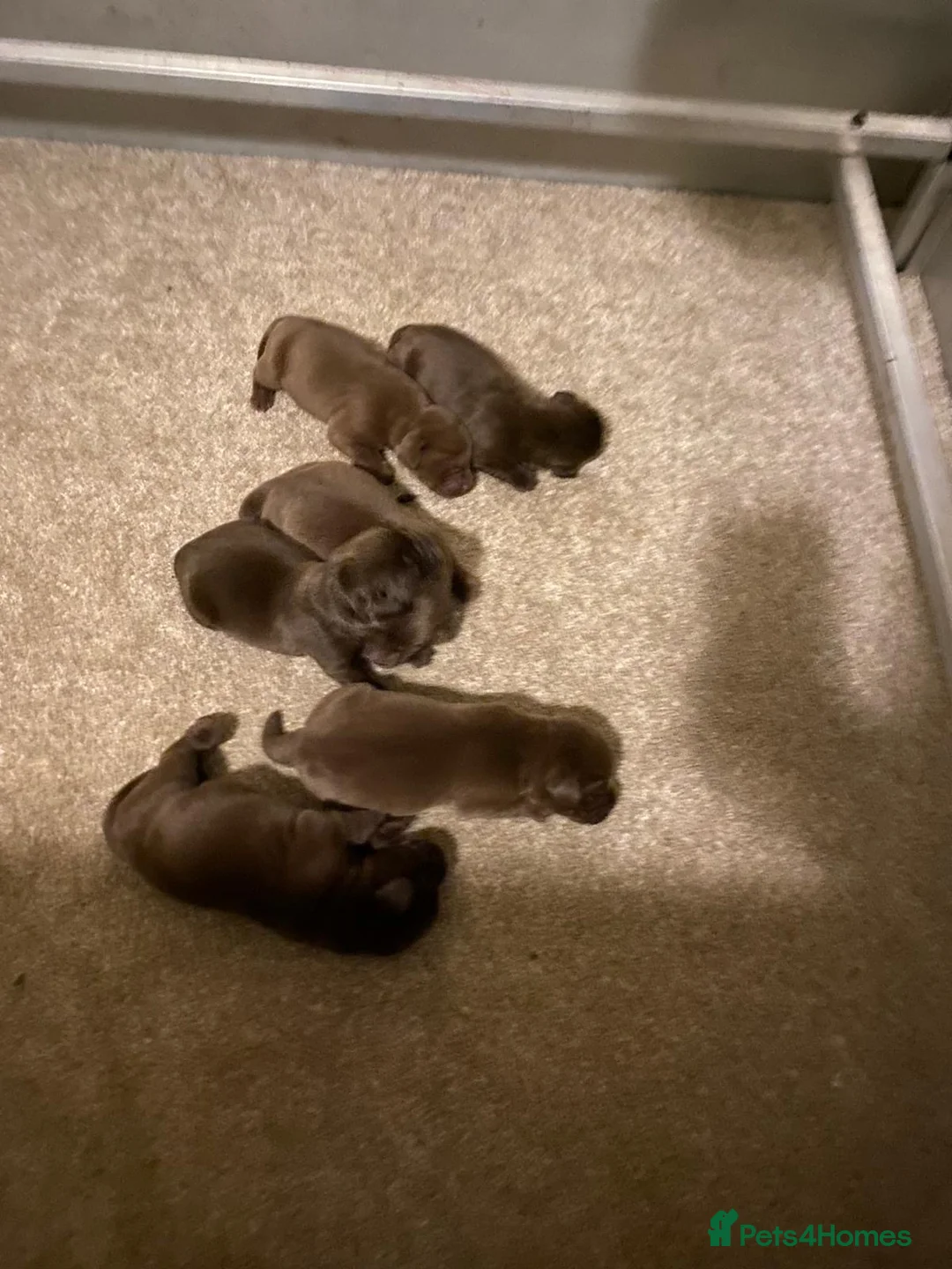 Labrador Retriever dogs for sale: Quality Chocolate Labrador Pups, KC Reg. Ready 7/3 - Advert 12