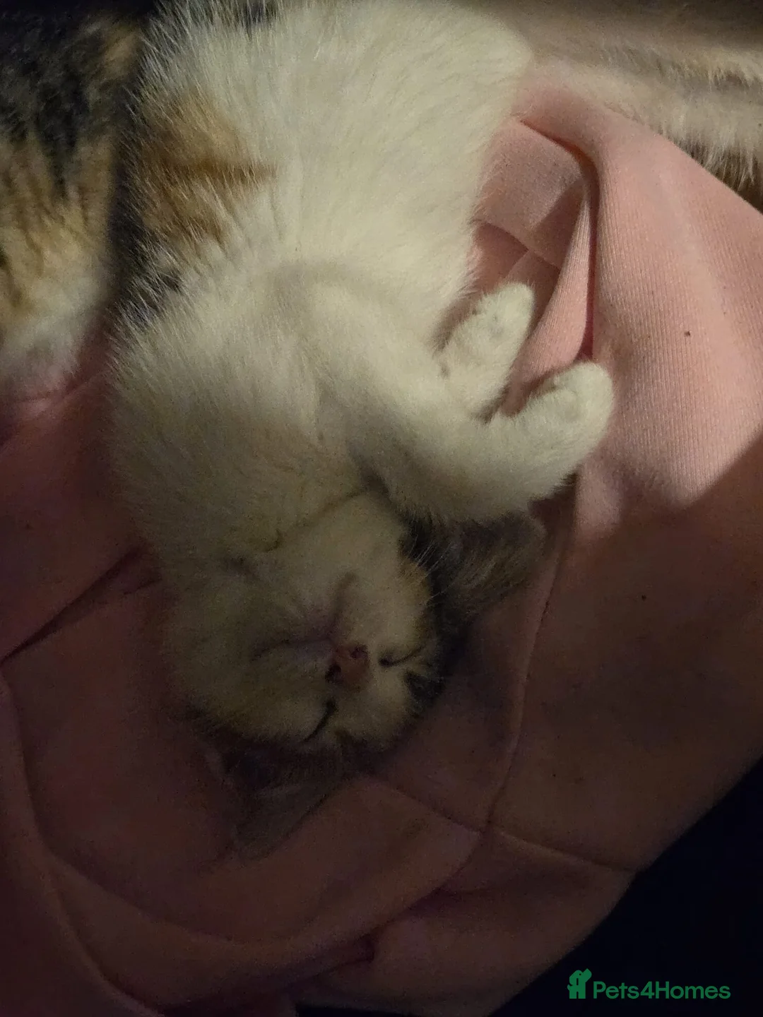 Domestic Shorthair cats for sale: Kittens looking for lovely new home. - Advert 2