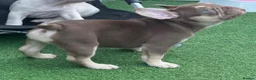 French Bulldog dogs for sale: KC French bulldog puppies highly healthed parents - Advert 3