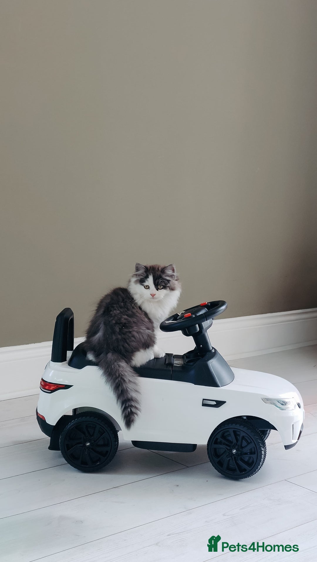 Mixed Breed cats for sale: Your best friend to be READY TO GO - Image 7