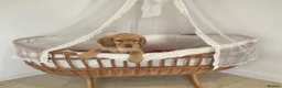 Cocker Spaniel dogs for sale: Golden and Black working type cocker spaniels - Advert 29