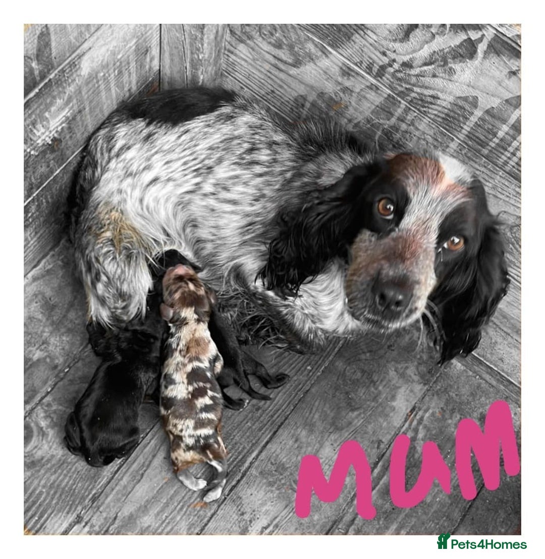 Cocker Spaniel dogs for sale: Cocker spaniel  - Advert 5