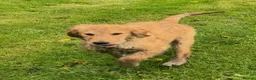 Golden Retriever dogs for sale: Beautiful KC dark gold healthy boys - Advert 23