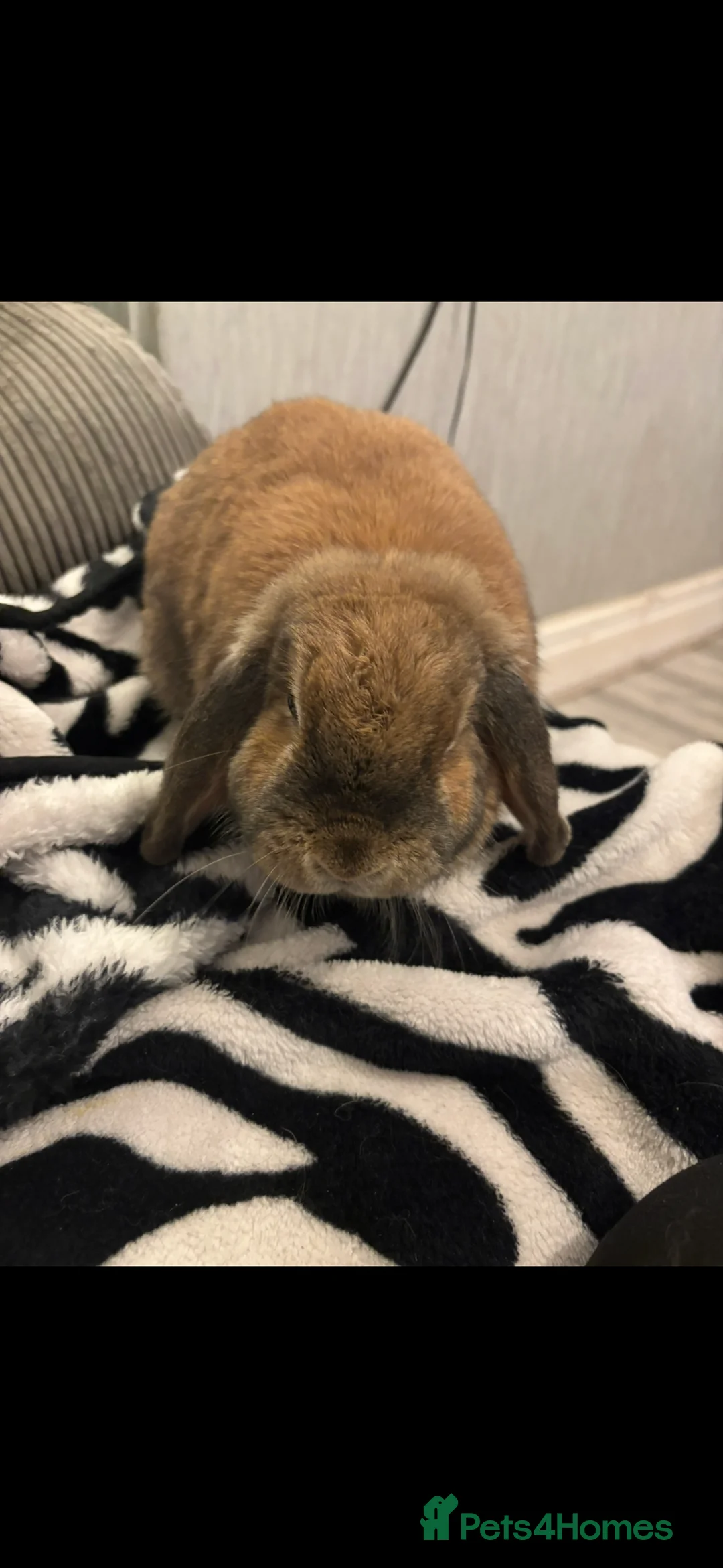 Mini Lion Lop rabbits for sale: Adult bunny rabbits 3 available  - Advert 6