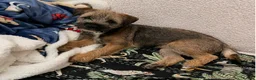 Border Terrier dogs for sale: KC registered young female Border Terrier - Advert 7