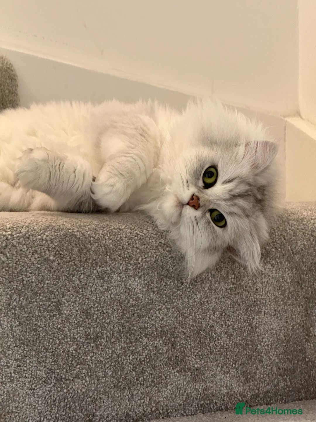 Persian cats for sale: Beautiful Persian For Sale - Advert 1