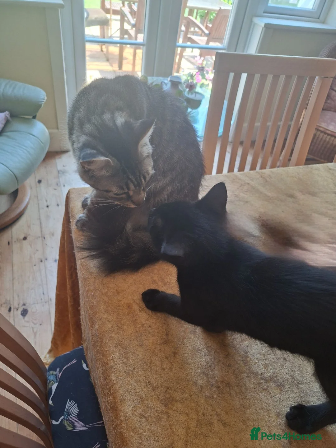 Mixed Breed cats for sale: 2 x male black tabby kittens READY TO GO NOW - Advert 4