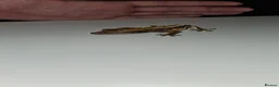 Gecko reptiles for sale: Male frogbutt gecko - Advert 3