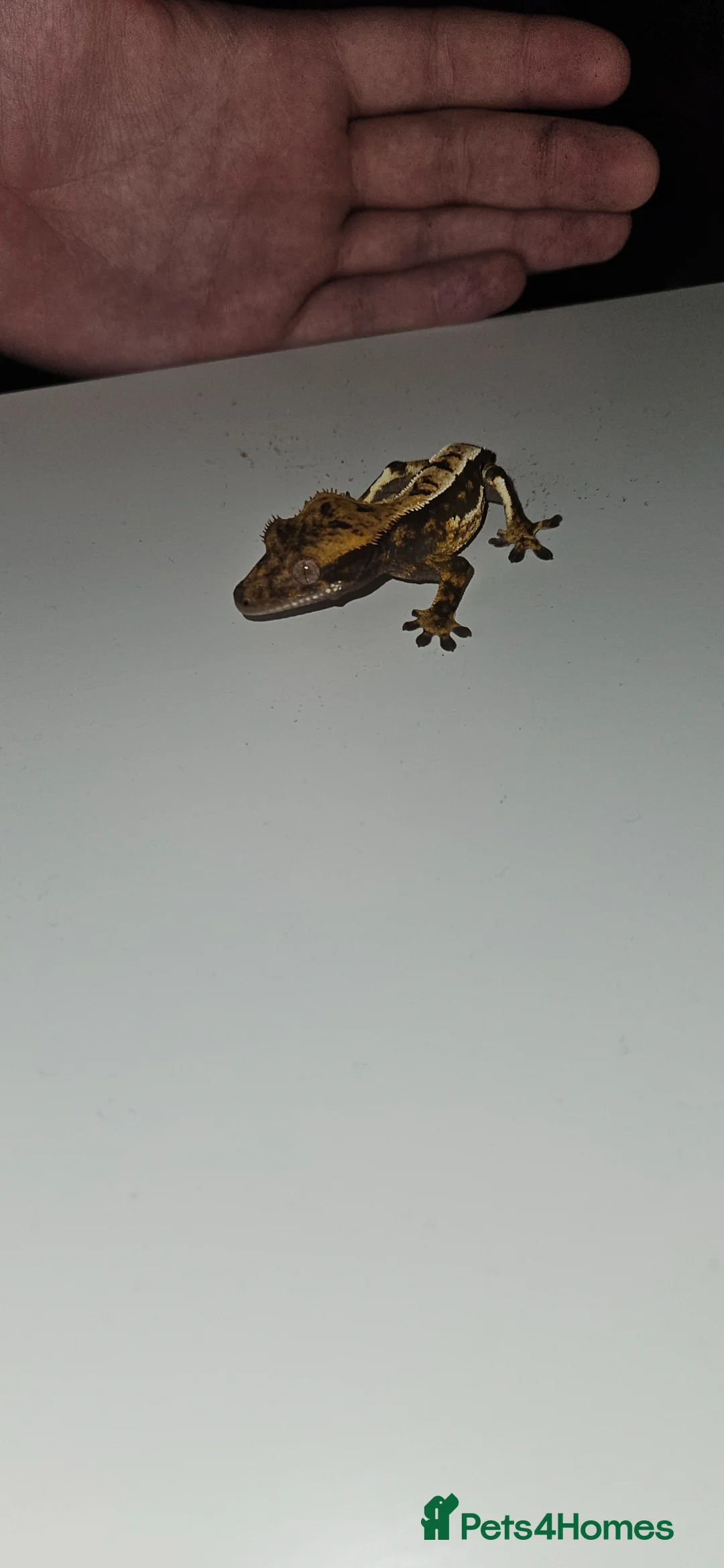Gecko reptiles for sale: Male frogbutt gecko - Advert 3