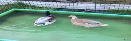 Ducks poultry for sale: 6 Miniature Apple yard hatching eggs - Advert 5
