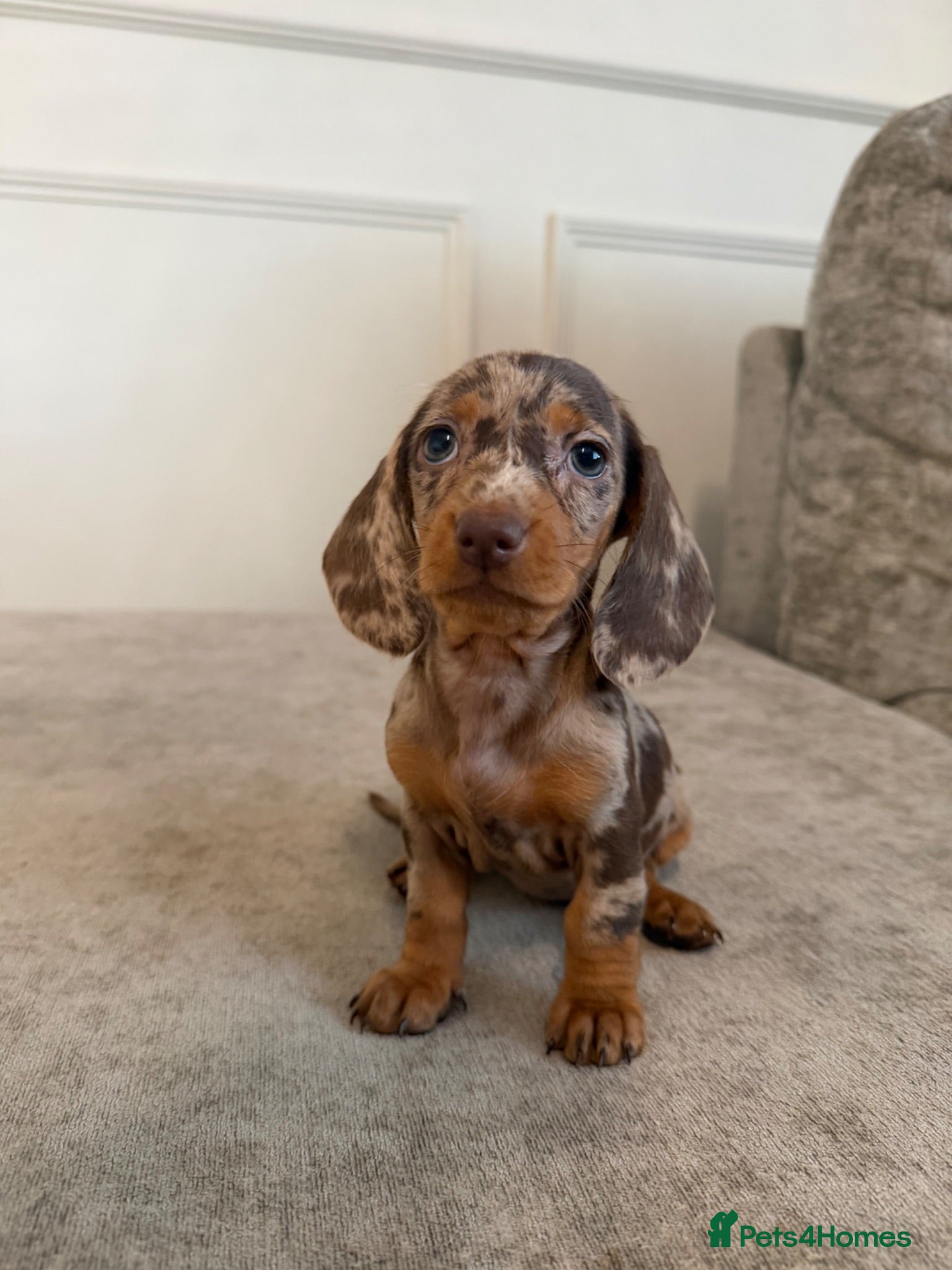 Miniature Dachshund dogs Short Haired miniature dachshund Puppy’s  - Advert 2