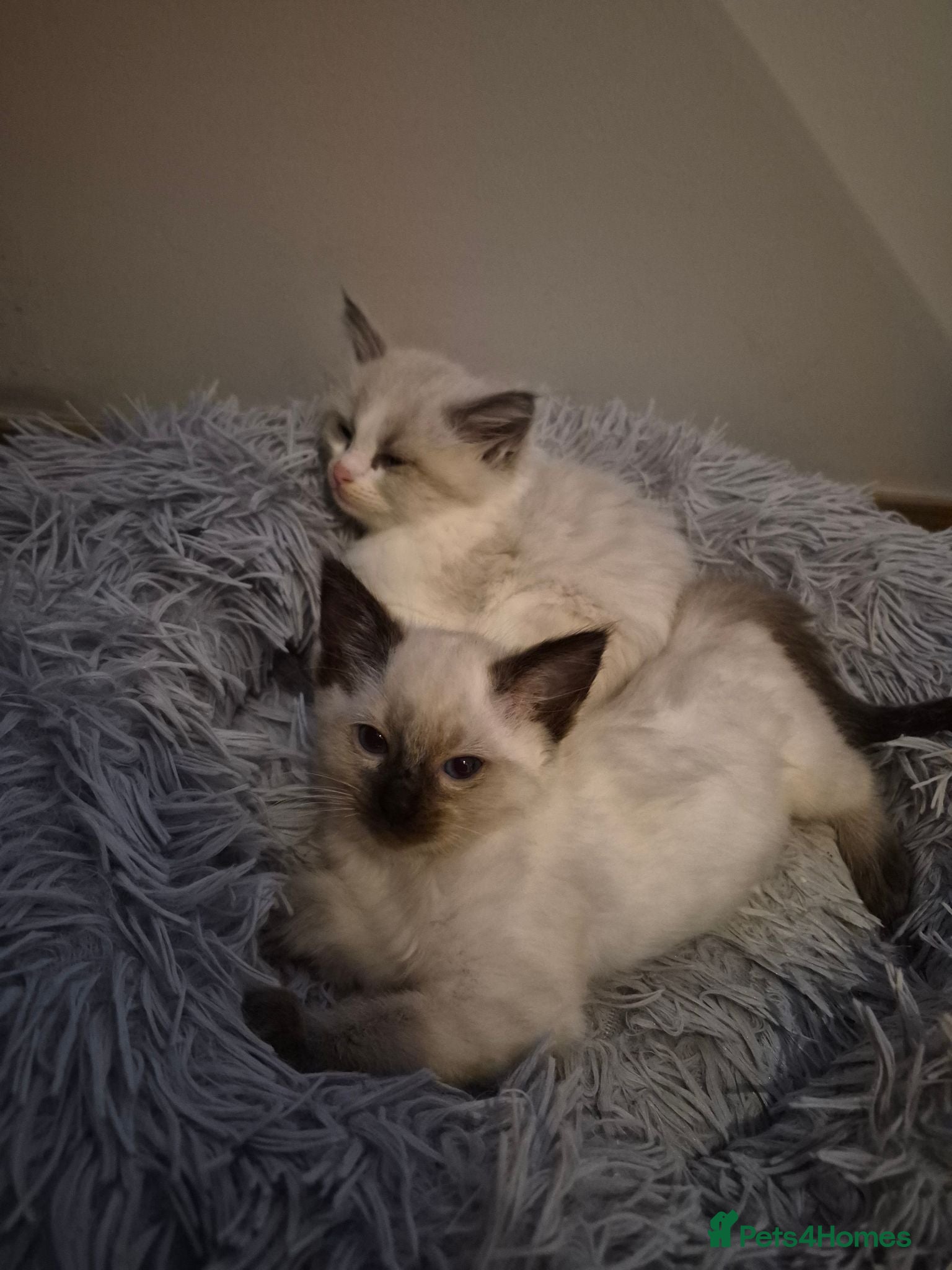 Ragdoll cats Gorgeous blue and seal ragdoll kittens - Advert 1