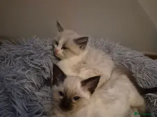 Ragdoll cats Gorgeous blue and seal ragdoll kittens - Advert 1
