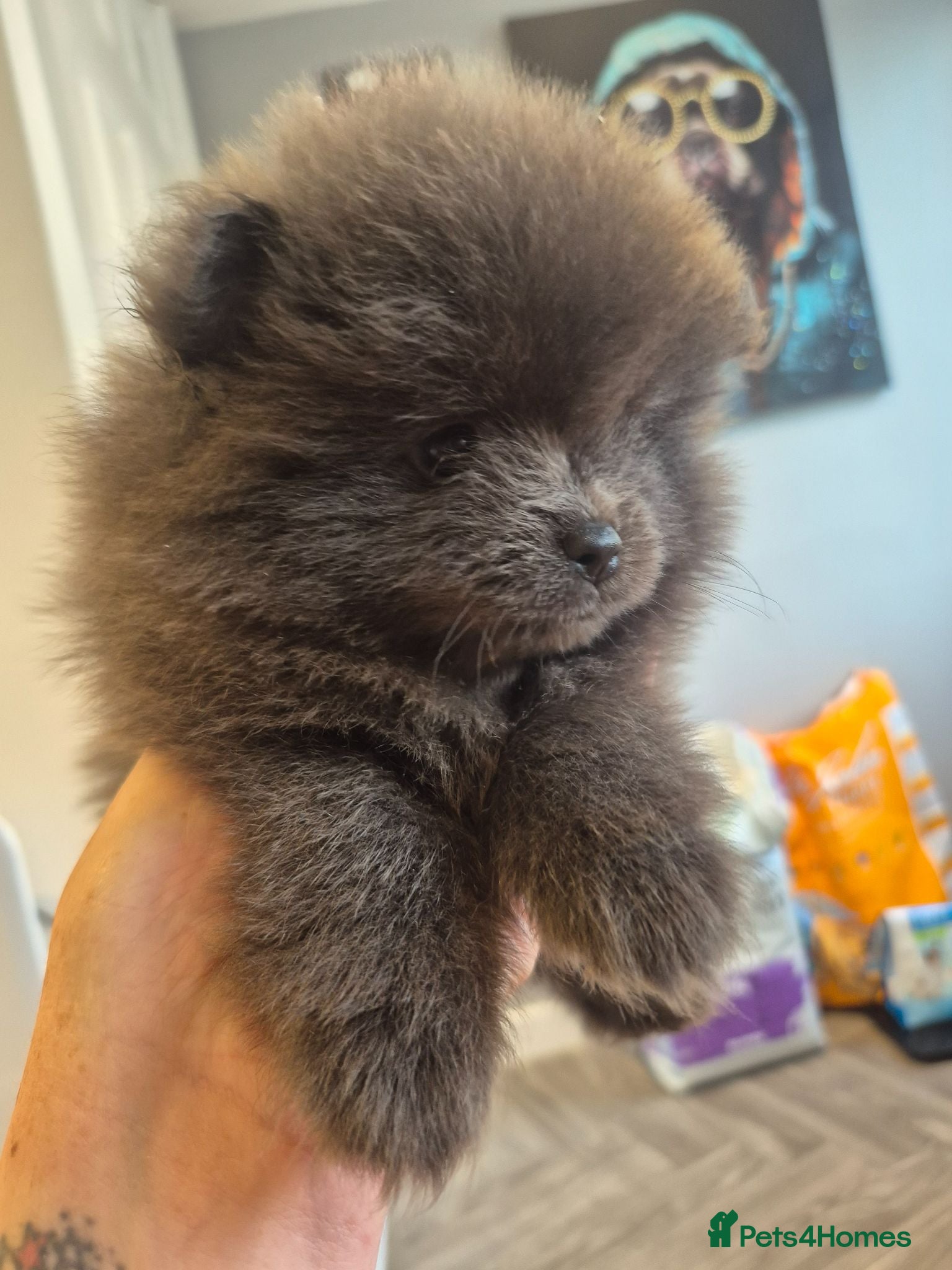 Pomeranian dogs Mini pomeranian puppies Russian bloodlines - Advert 4