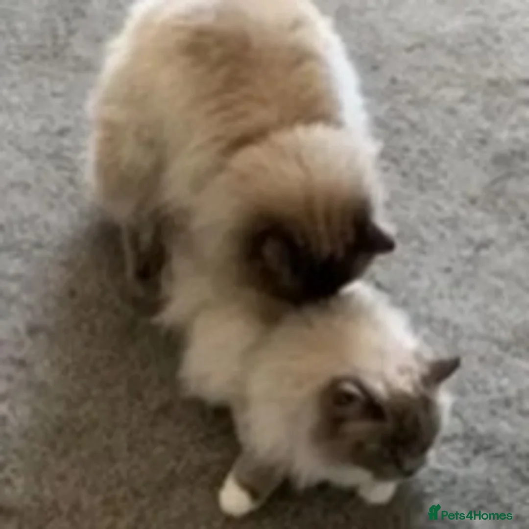 Ragdoll cats for stud: STUD Large Blue point ragdoll 100% proven stud . in Brighouse - Advert 6