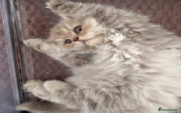 British Longhair cats for sale: Two gorgeous lilac British longhair  - Image 3