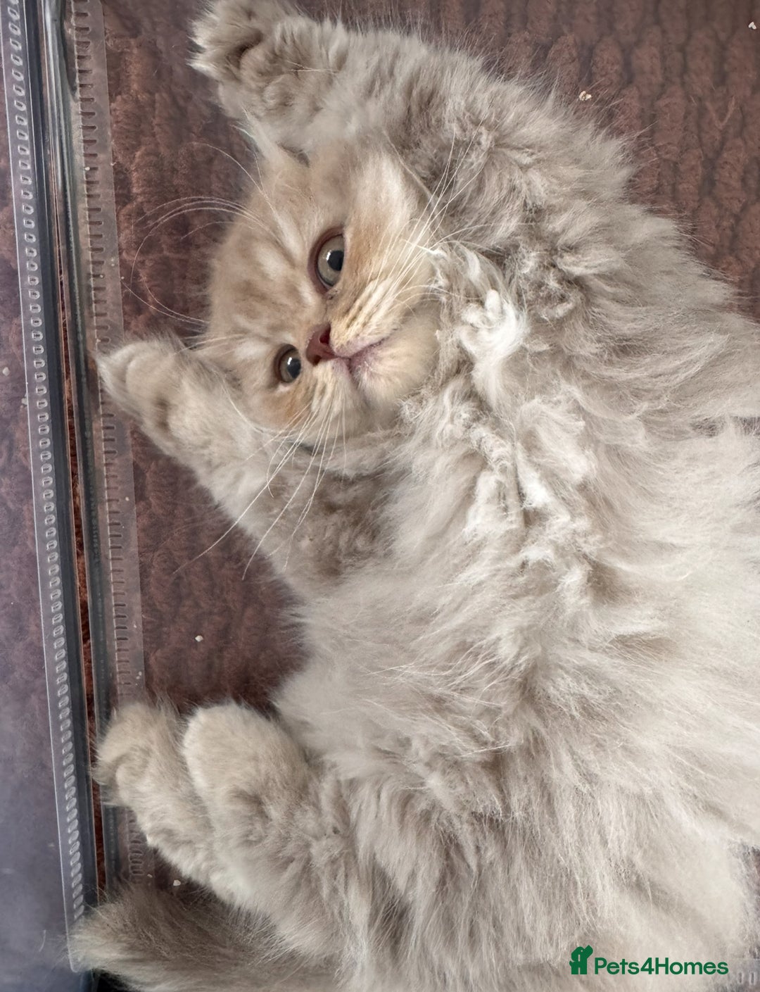 British Longhair cats for sale: Two gorgeous lilac British longhair  - Image 3