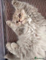 British Longhair cats Two gorgeous lilac British longhair - Advert 1