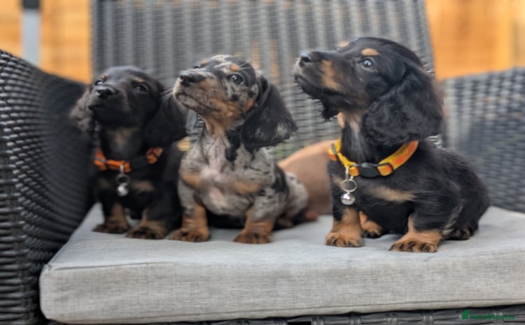 Miniature Dachshund dogs - Advert 1