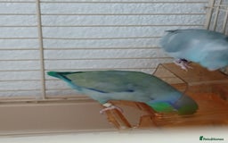 Parrots birds for sale: Bonding pair of parrotlets and conures  - Image 18