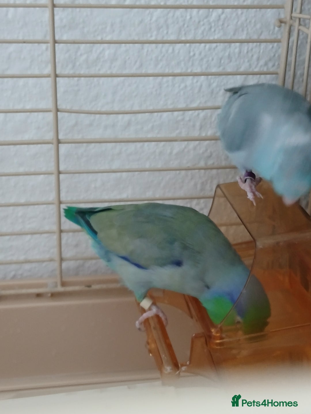 Parrots birds for sale: Bonding pair of parrotlets and conures  - Image 18