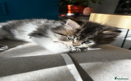 Persian cats for sale: Persian Kittens Looking for Loving Homes - Advert 26
