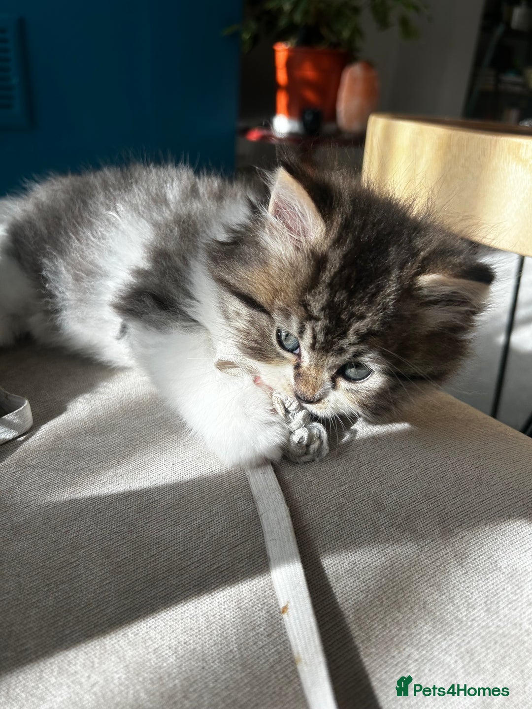 Persian cats for sale: Persian Kittens Looking for Loving Homes - Advert 26