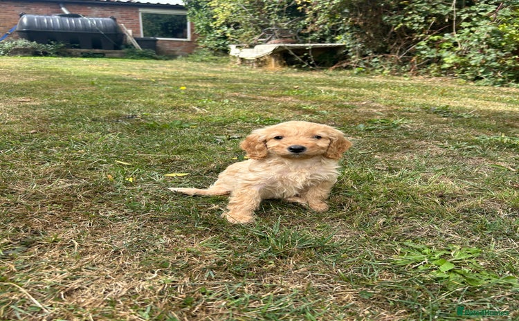Cockapoo dogs - Advert 1