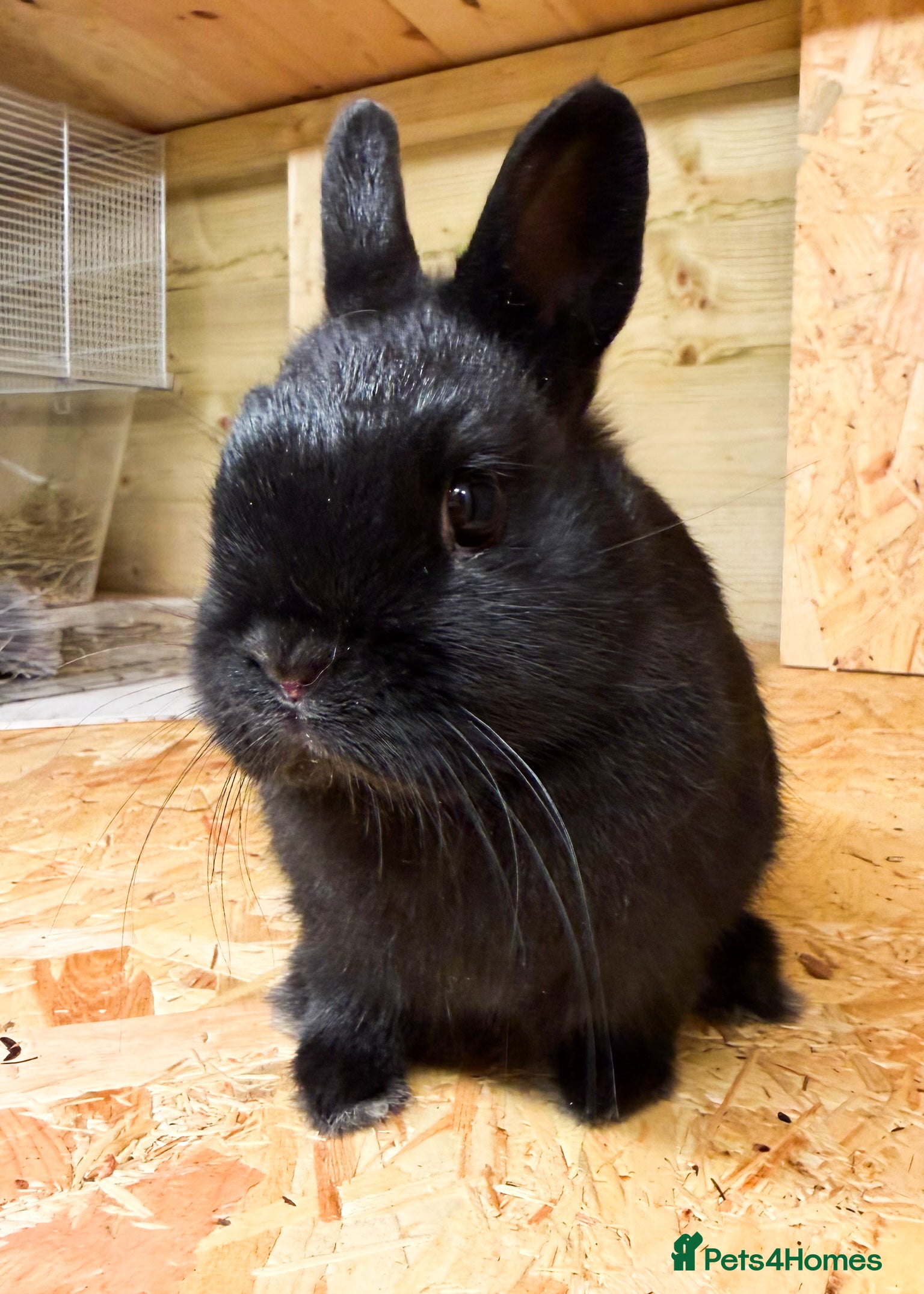 Netherland Dwarf rabbits Adorable Netherland Dwarf Rabbits- Various colours - Advert 6