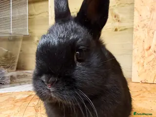 Netherland Dwarf rabbits Adorable Netherland Dwarf Rabbits- Various colours - Advert 6