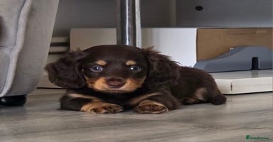 Miniature Dachshund dogs - Advert 17