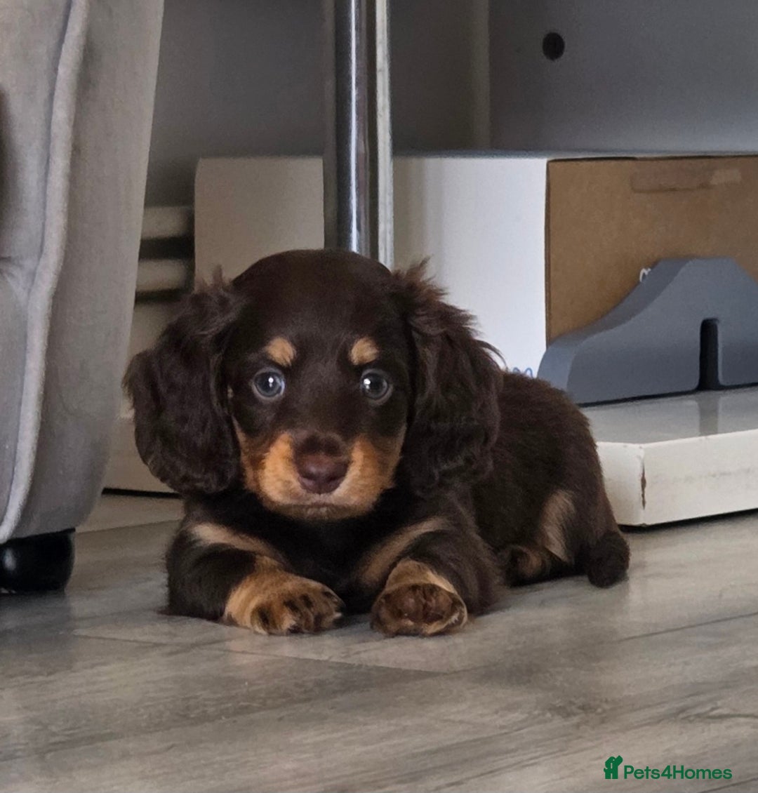 Miniature Dachshund dogs for sale: Amazing longhaired Miniature Dachshunds - Image 3