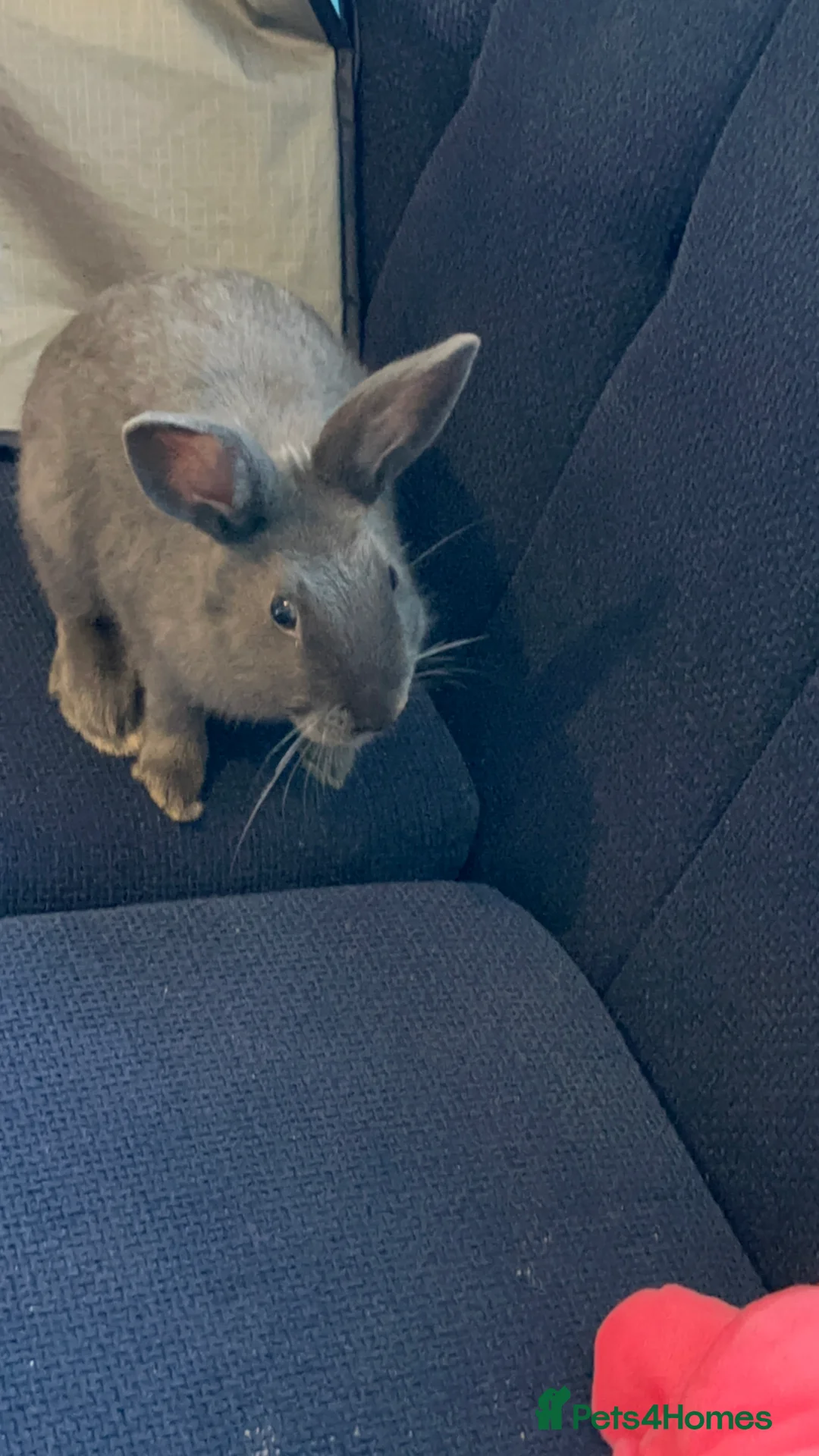 Mixed Breed rabbits for sale: Rabbits - Advert 5