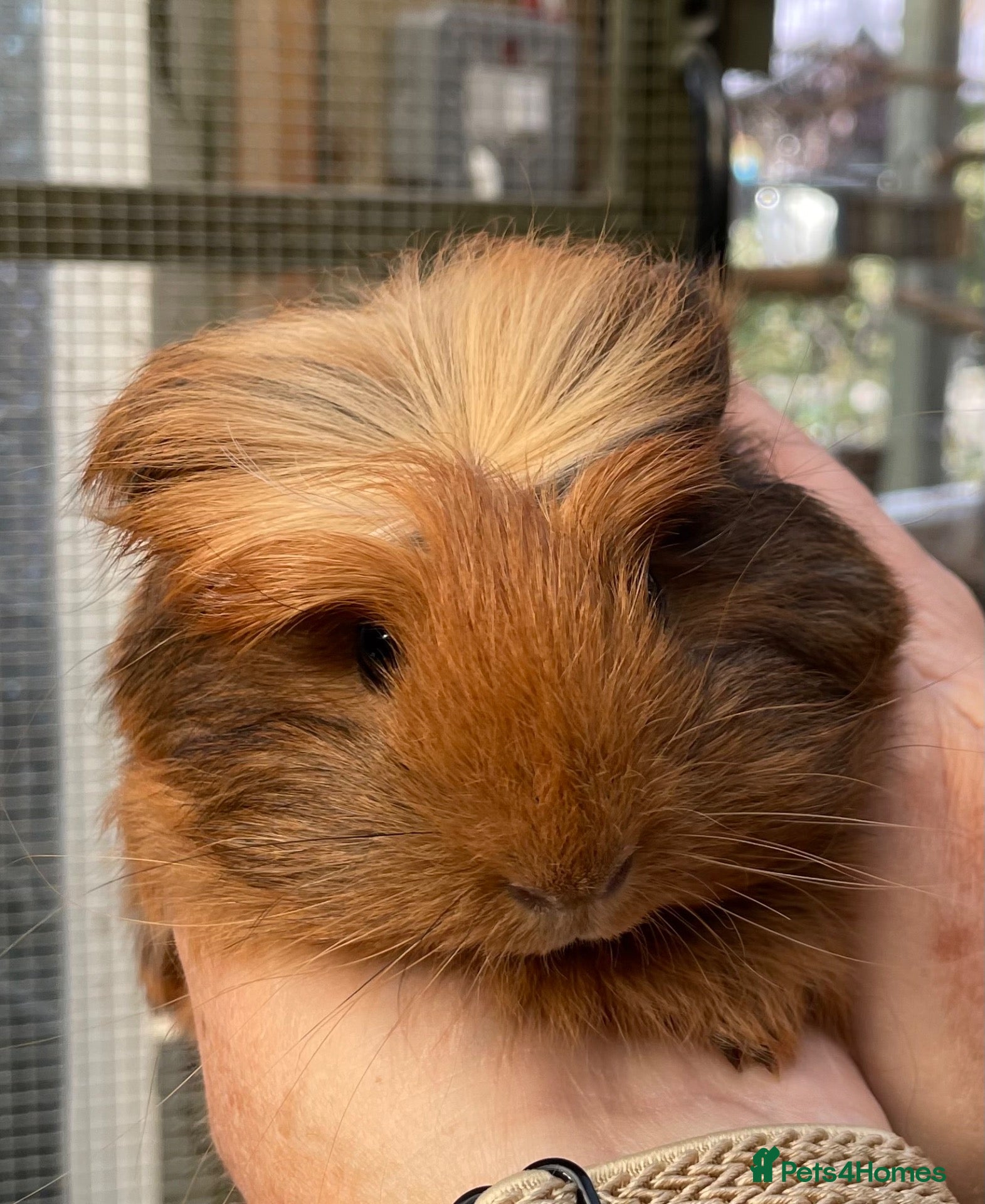 Guinea Pig rodents Bonded pairs of baby guinea pigs  - Advert 15