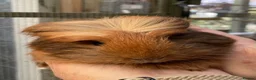 Guinea Pig rodents for sale: Lovely baby guinea pigs  - Advert 7