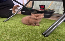 British Shorthair cats for sale: 🍫 Two Chocolate Girls British Shorthair Kittens🤎 - Image 21