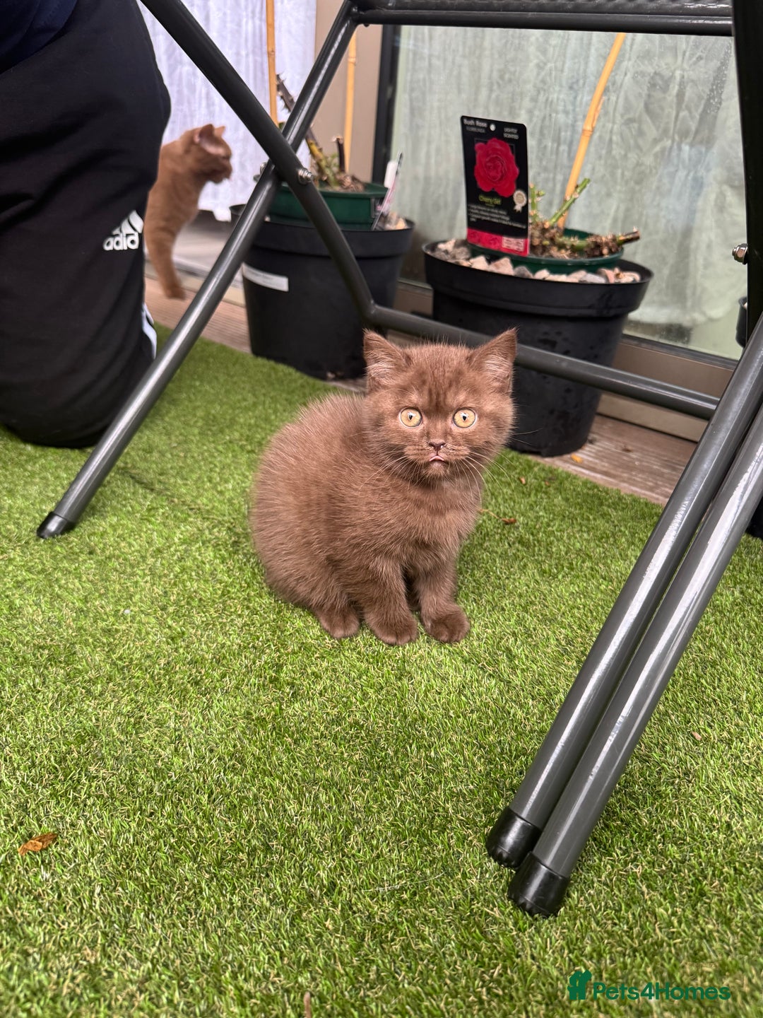 British Shorthair cats for sale: 🍫 Two Chocolate Girls British Shorthair Kittens🤎 - Image 21