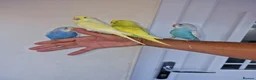 Budgerigars birds for sale: Super hand tamed baby budgies  - Advert 2