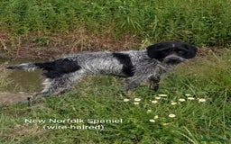 Mixed Breed dogs for sale: New Norfolk Spaniels- Ready Now - Image 19